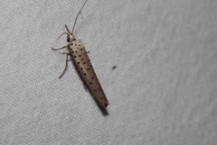 Yponomeuta fumigatus