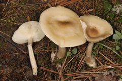 Marasmius nigrodiscus
