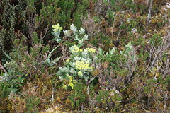 Monticalia andicola