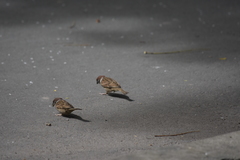 Passer montanus malaccensis