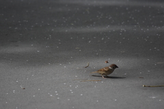 Passer montanus malaccensis