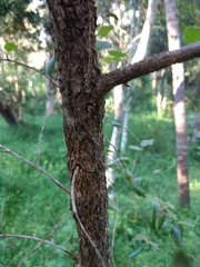 Petalostigma pubescens