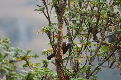 Giant Conebill