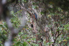 Conirostrum binghami