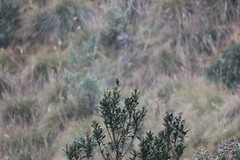 Chalcostigma herrani