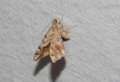 Chiasmia nubilata