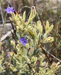 Dampiera lanceolata