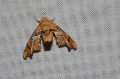 Eutelia callichroma