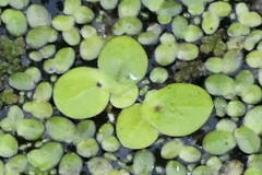 Spirodela polyrhiza