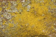 Flavoplaca flavocitrina