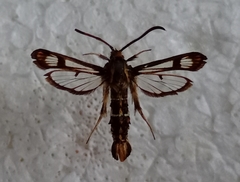 Chamaesphecia euceraeformis