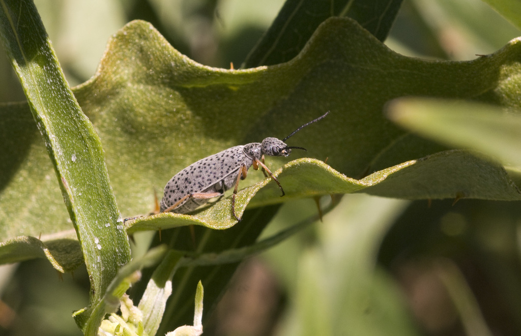 Epicauta adspersa