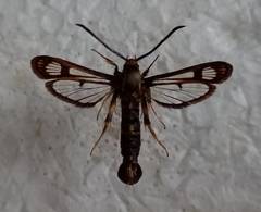 Chamaesphecia euceraeformis