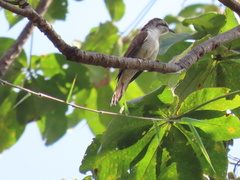 Cacomantis sonneratii