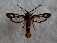 Chamaesphecia euceraeformis