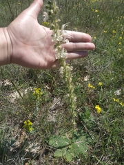 Salvia austriaca