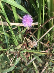 Mimosa pudica