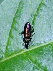 Calleidina