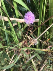 Mimosa pudica