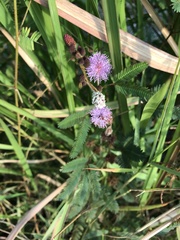 Mimosa pudica