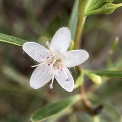 Myoporum platycarpum