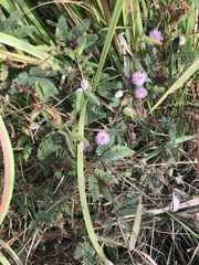Mimosa pudica