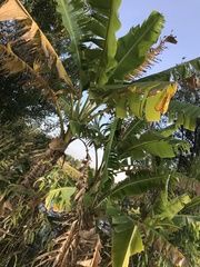 Musa