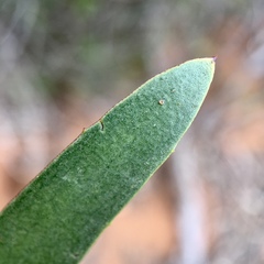 Myoporum platycarpum