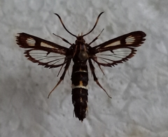 Chamaesphecia euceraeformis