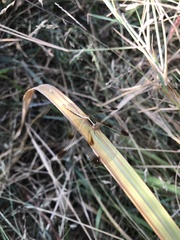 Neurothemis tullia