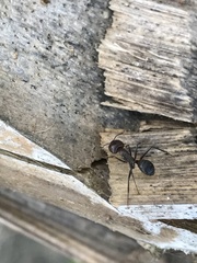 Camponotus nicobarensis