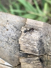 Camponotus nicobarensis