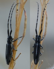 Agapanthia suturalis