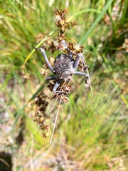Acanthoplus