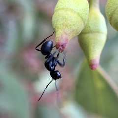 Camponotus tristis
