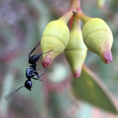 Camponotus tristis