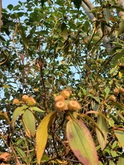Melastoma sanguineum