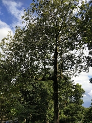 Dipterocarpus
