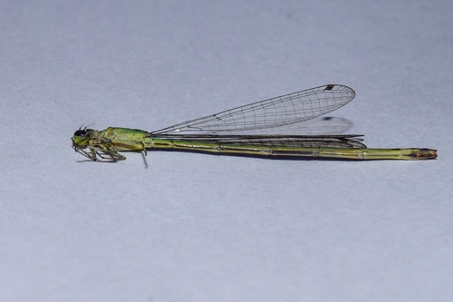 Anisagrion image