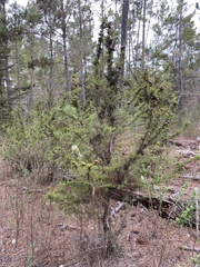 Cupressus goveniana