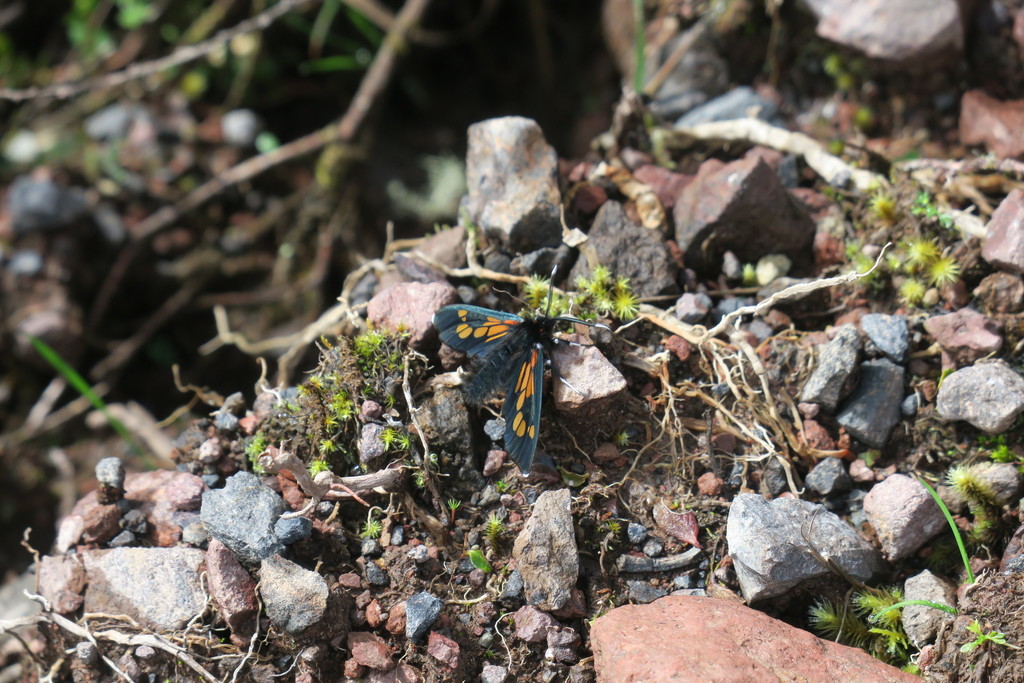 Enope tolumnensis