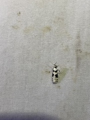 Eudonia rhombias