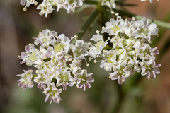 Eurytaenia hinckleyi