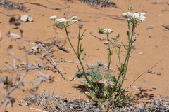Eurytaenia hinckleyi