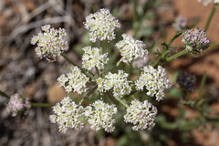 Eurytaenia hinckleyi