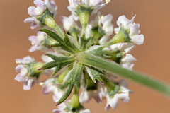 Eurytaenia hinckleyi