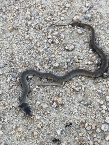 Eastern Brown Snake sighting