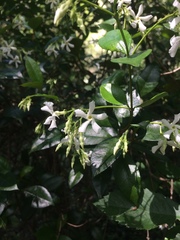Trachelospermum jasminoides