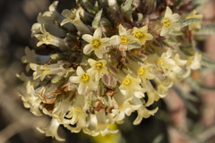 Ipomopsis spicata spicata