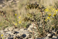 Ipomopsis spicata spicata